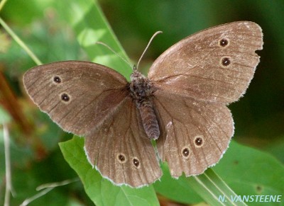 Aphantopus hyperantus